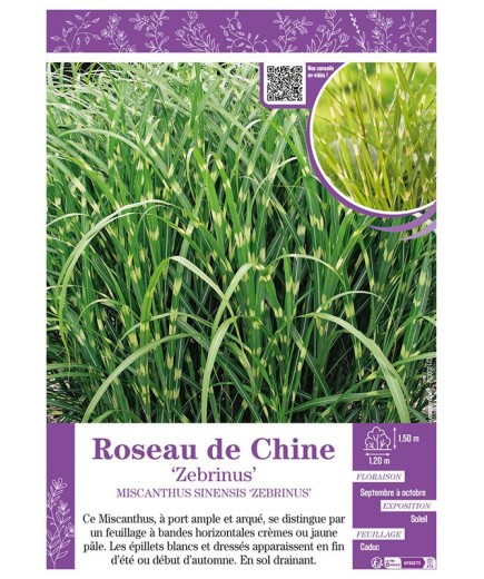 MISCANTHUS SINENSIS ZEBRINUS voir ROSEAU DE CHINE