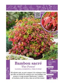 NANDINA DOMESTICA FIRE POWER voir BAMBOU SACRÉ
