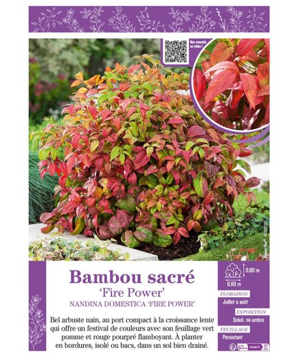 NANDINA DOMESTICA FIRE POWER voir BAMBOU SACRÉ
