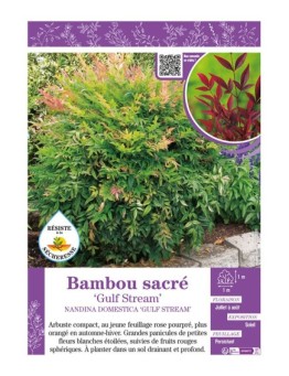 NANDINA DOMESTICA GULF STREAM voir BAMBOU SACRÉ