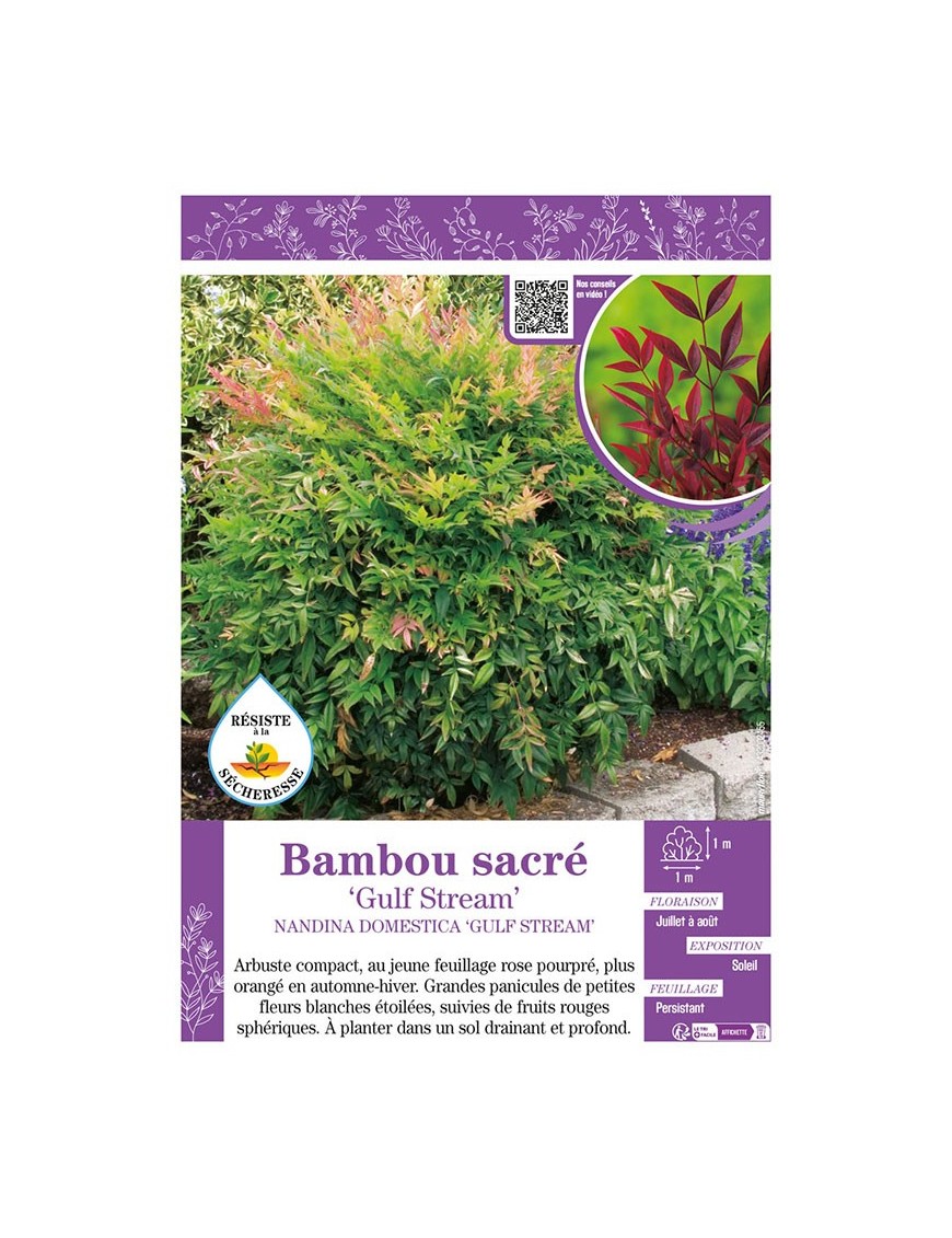 NANDINA DOMESTICA GULF STREAM voir BAMBOU SACRÉ