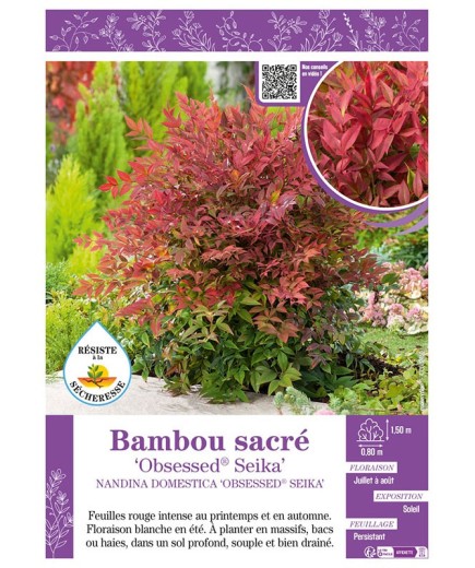 NANDINA DOMESTICA OBSESSED® SEIKA voir BAMBOU SACRÉ