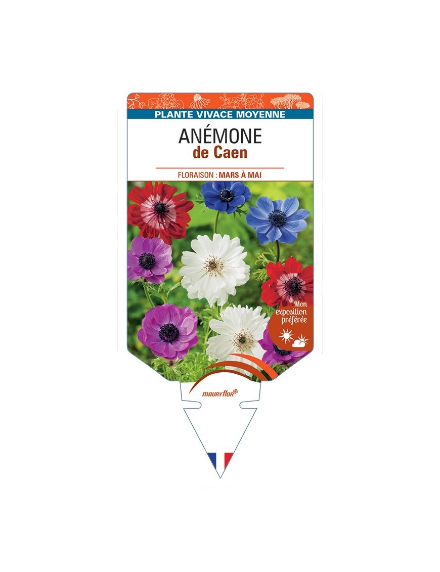ANEMONE coronaria voir Anémone de Caen