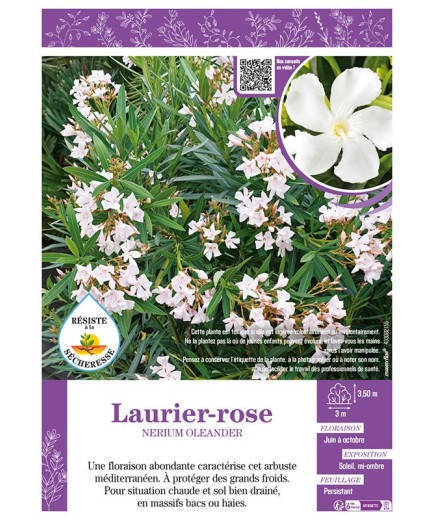 NERIUM OLEANDER voir LAURIER-ROSE (blanc)