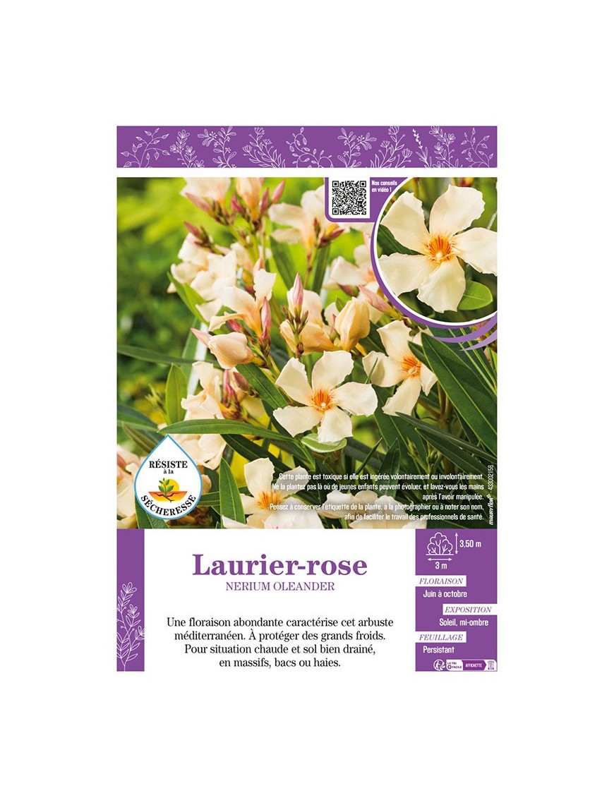 NERIUM OLEANDER voir LAURIER-ROSE (jaune)