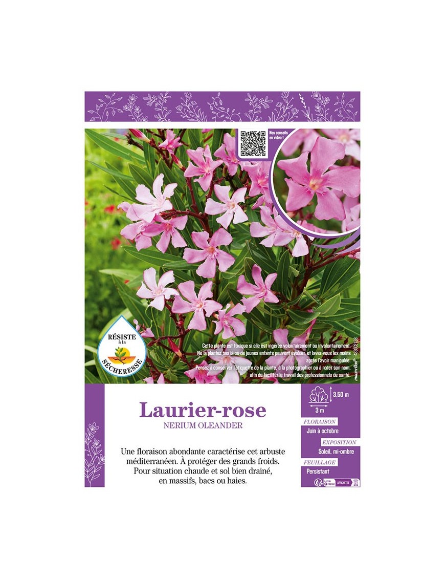 NERIUM OLEANDER voir LAURIER-ROSE (rose clair)