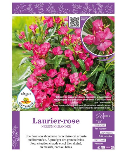 NERIUM OLEANDER voir LAURIER-ROSE (rose)