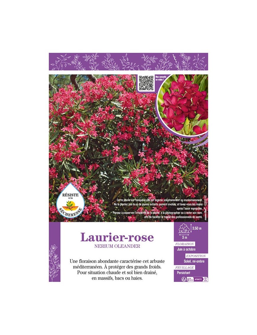 NERIUM OLEANDER voir LAURIER-ROSE (rouge)