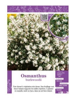 OSMANTHUS BURKWOODII