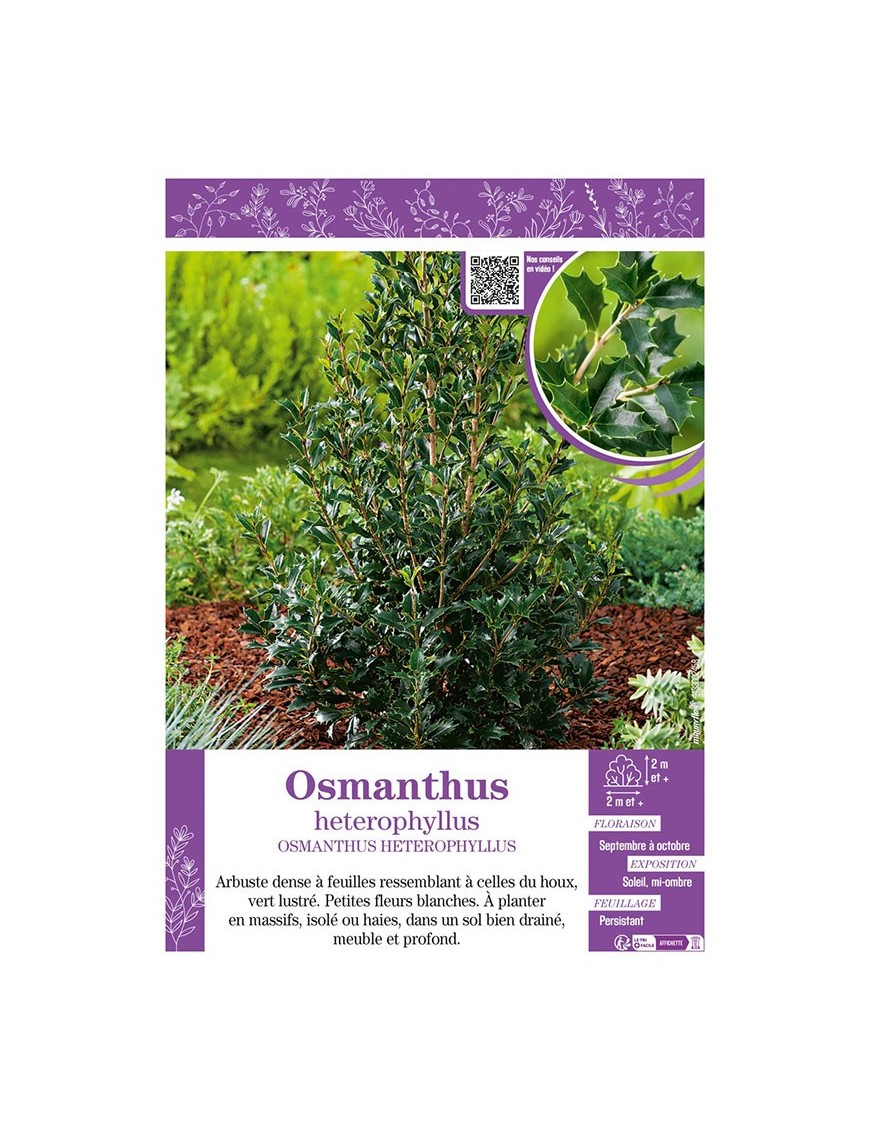 OSMANTHUS HETEROPHYLLUS