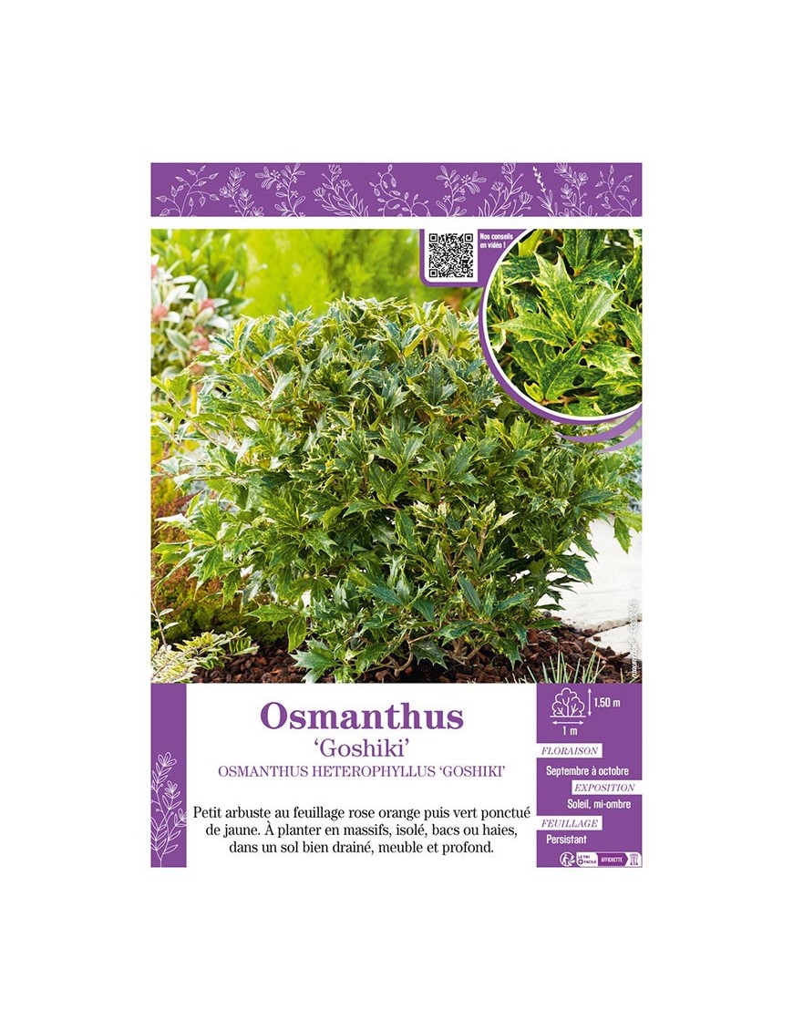 OSMANTHUS HETEROPHYLLUS GOSHIKI