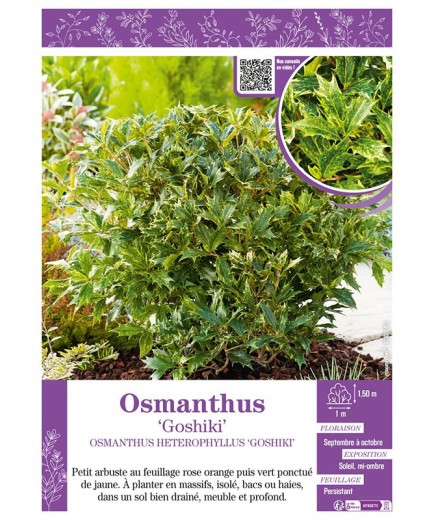 OSMANTHUS HETEROPHYLLUS GOSHIKI