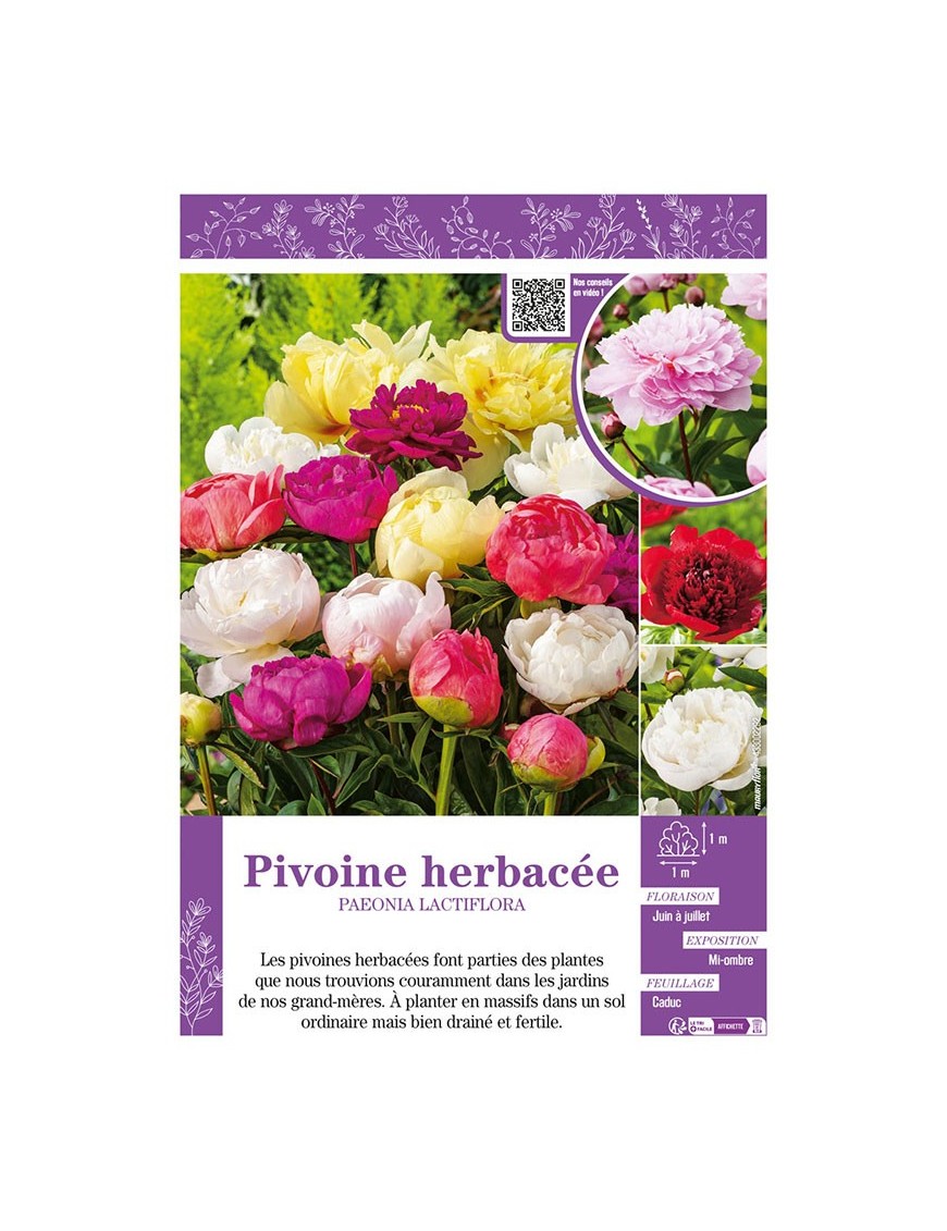 PAEONIA LACTIFLORA voir PIVOINE HERBACÉE (varié)