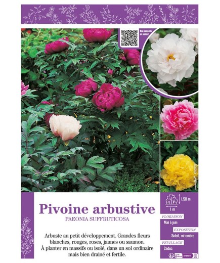 PAEONIA SUFFRUTICOSA voir PIVOINE ARBUSTIVE (varié)