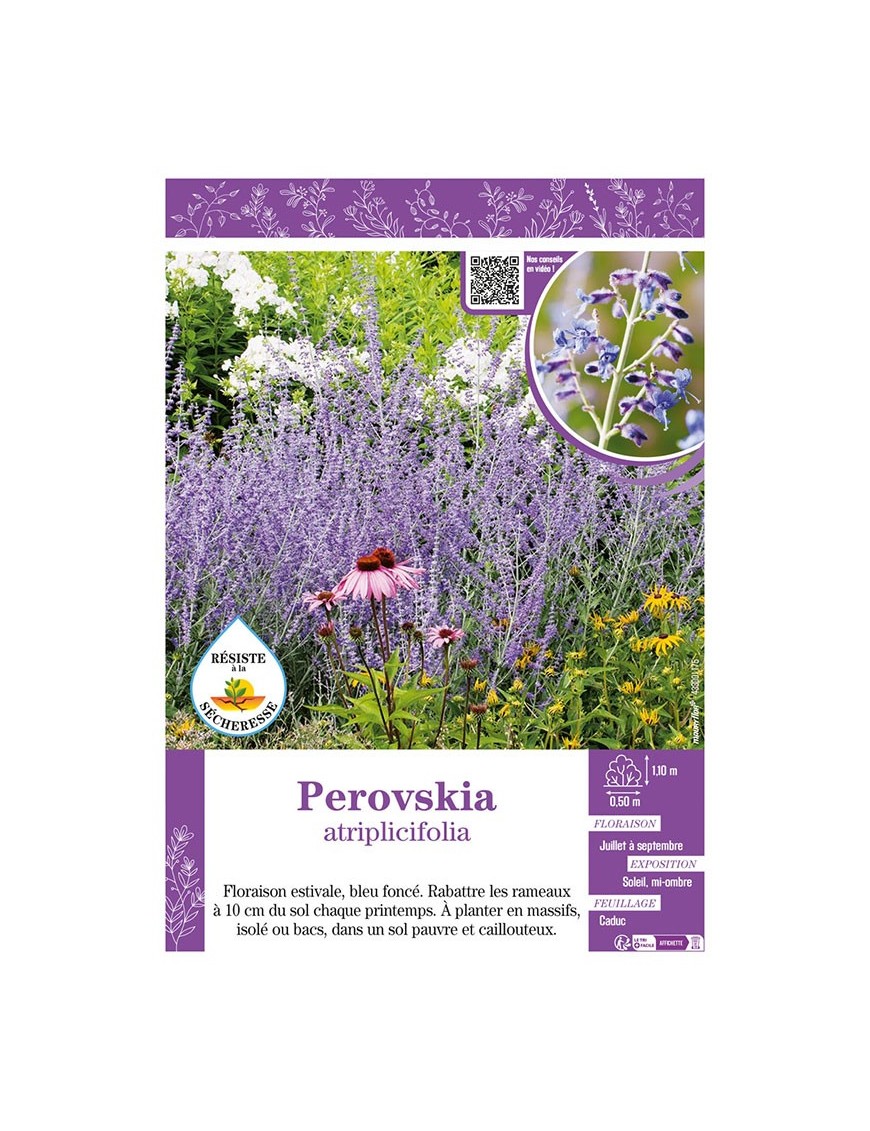 PEROVSKIA ATRIPLICIFOLIA