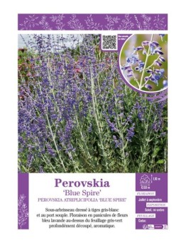 PEROVSKIA ATRIPLICIFOLIA BLUE SPIRE (Sauge d'Afghanistan)