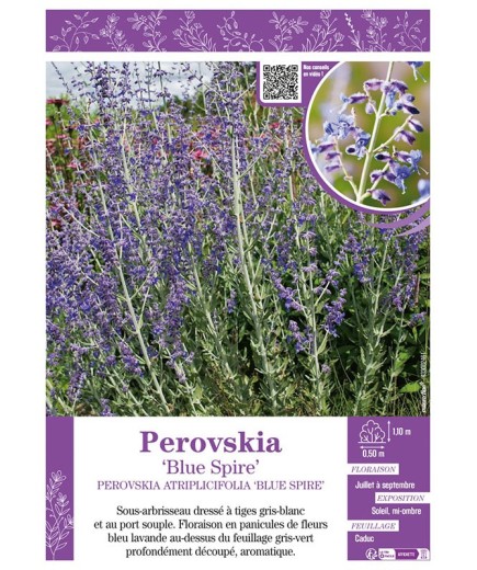 PEROVSKIA ATRIPLICIFOLIA BLUE SPIRE (Sauge d'Afghanistan)