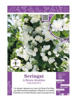 PHILADELPHUS voir SERINGAT À FLEURS DOUBLES