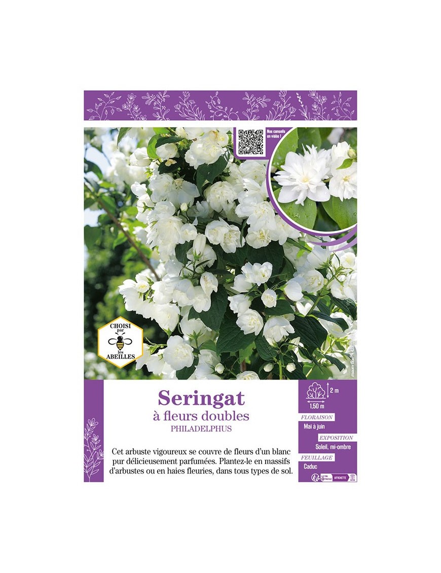 PHILADELPHUS voir SERINGAT À FLEURS DOUBLES