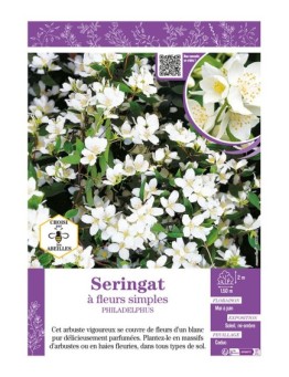 PHILADELPHUS voir SERINGAT À FLEURS SIMPLES