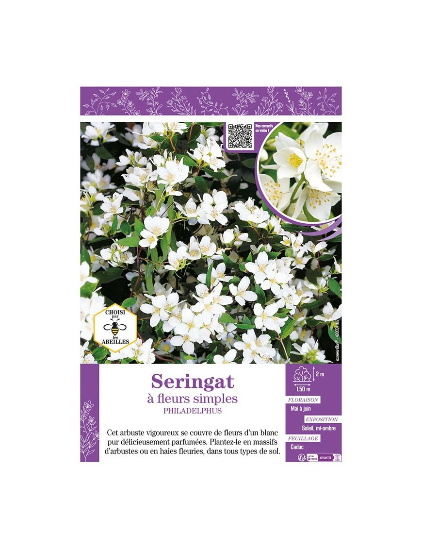 PHILADELPHUS voir SERINGAT À FLEURS SIMPLES