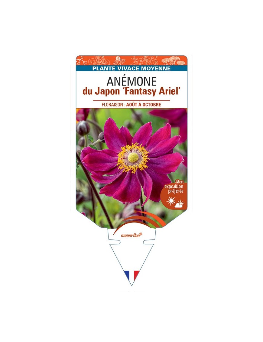 ANEMONE hupehensis Fantasy Ariel voir Anémone du Japon