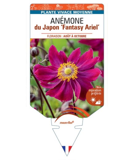 ANEMONE hupehensis Fantasy Ariel voir Anémone du Japon