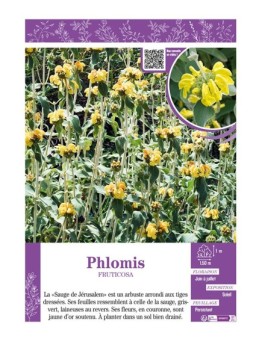 PHLOMIS FRUTICOSA (Sauge de Jérusalem)