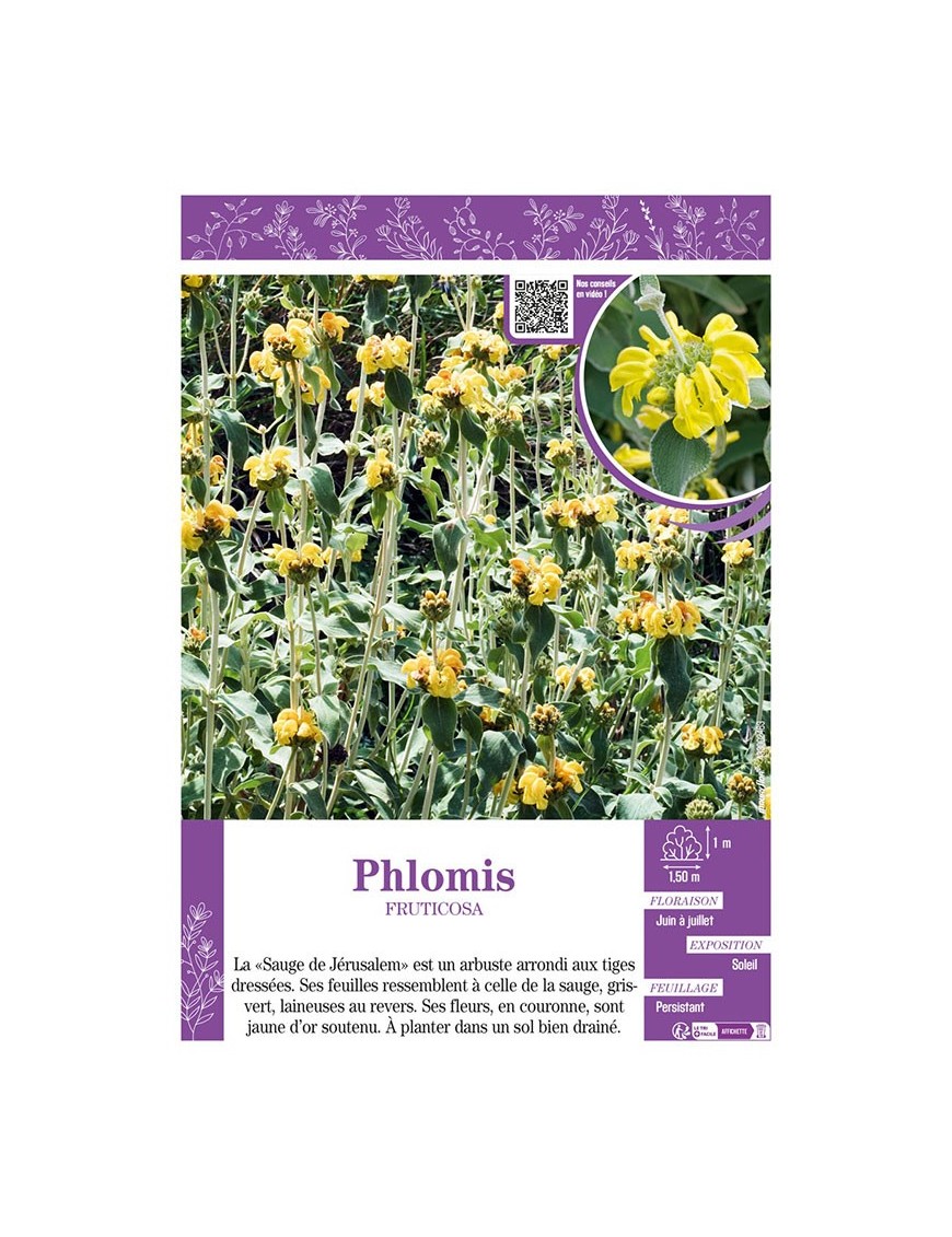 PHLOMIS FRUTICOSA (Sauge de Jérusalem)