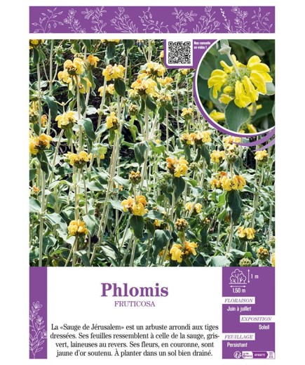 PHLOMIS FRUCTICOSA (Sauge de Jérusalem)