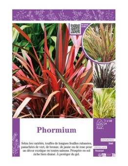 PHORMIUM (Lin de Nouvelle-Zélande) (varié)