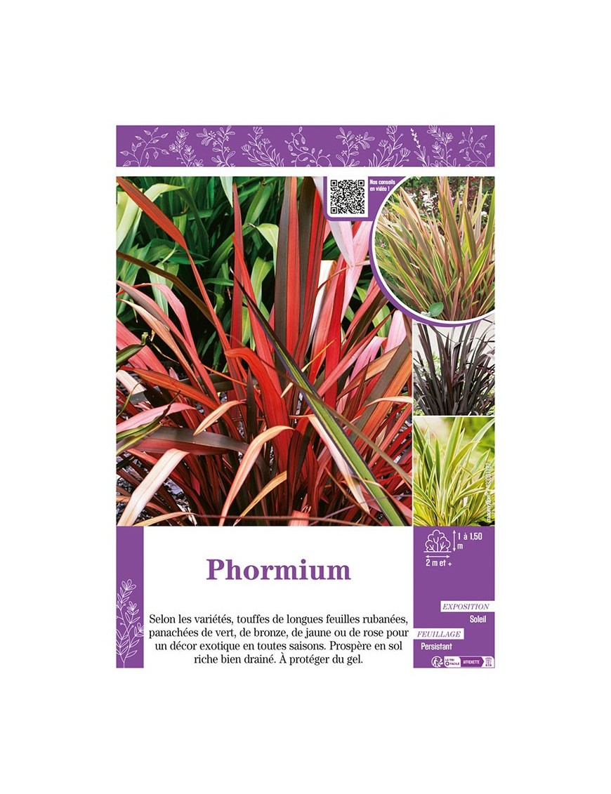PHORMIUM (Lin de Nouvelle-Zélande) (varié)