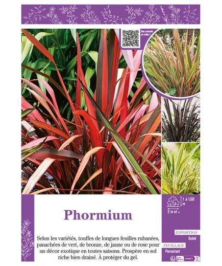 PHORMIUM (Lin de Nouvelle-Zélande) (varié)