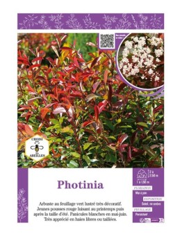 PHOTINIA