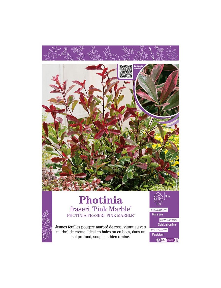 PHOTINIA FRASERI PINK MARBLE