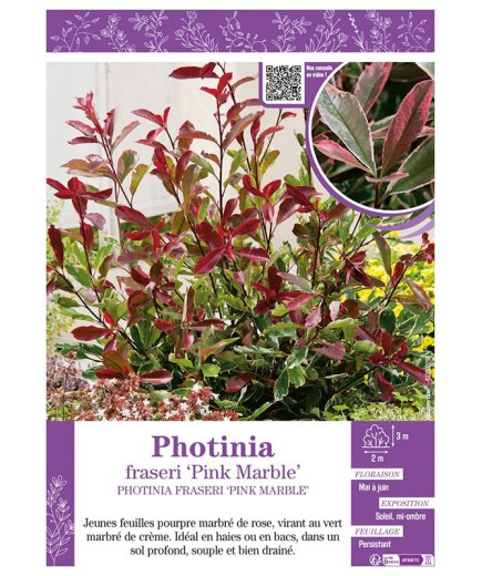 PHOTINIA FRASERI PINK MARBLE