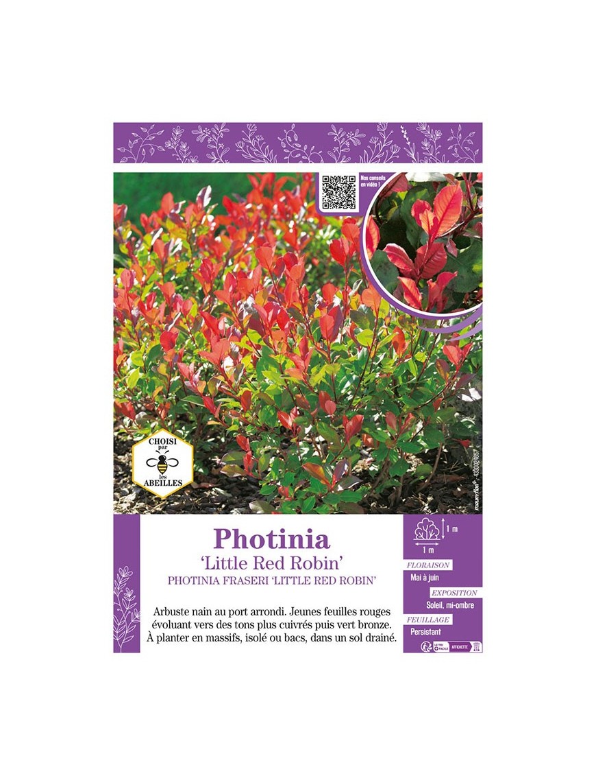 PHOTINIA LITTLE RED ROBIN