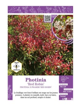 PHOTINIA X FRASERI RED ROBIN