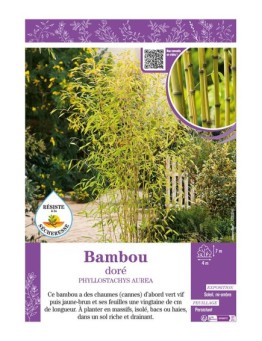 PHYLLOSTACHYS AUREA voir Bambou doré