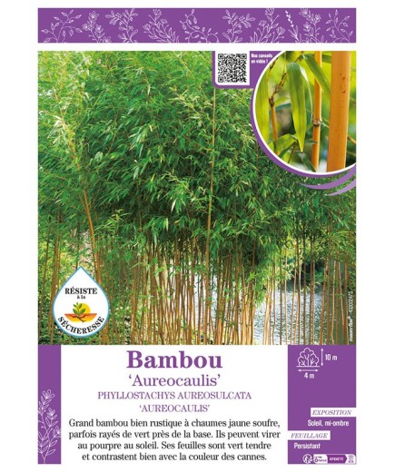 PHYLLOSTACHYS AUREOSULCATA AUREOCAULIS voir Bambou