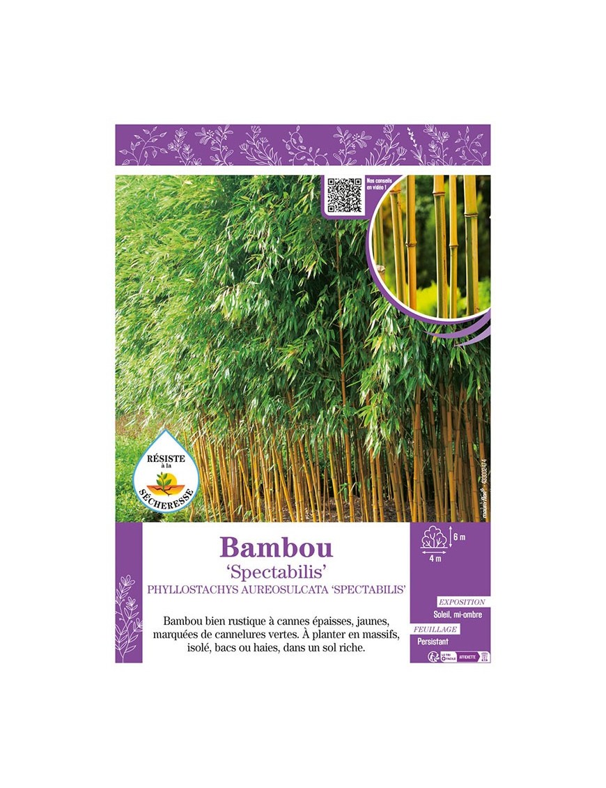 PHYLLOSTACHYS AUREOSULCATA SPECTABILIS voir Bambou