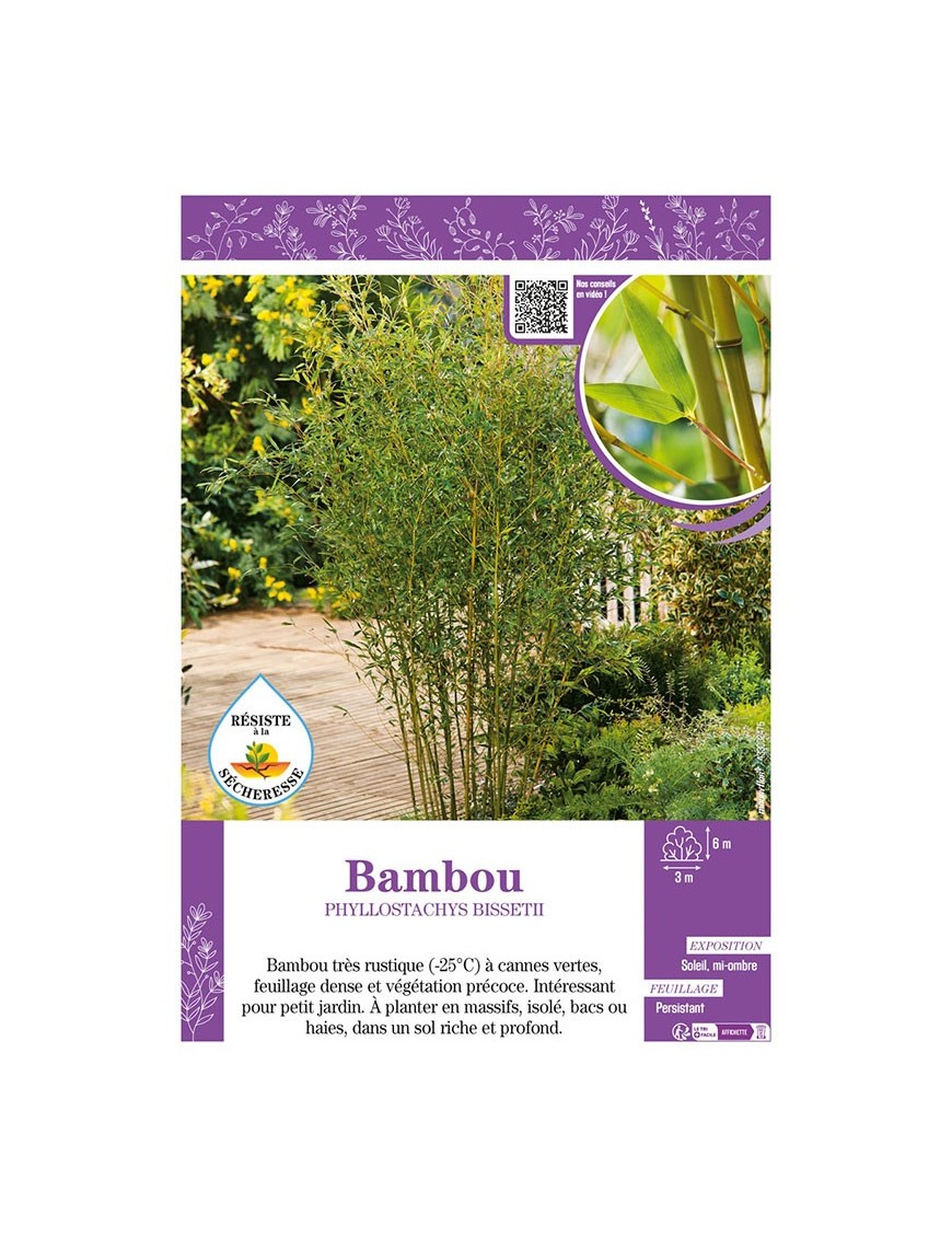 PHYLLOSTACHYS BISSETII voir Bambou