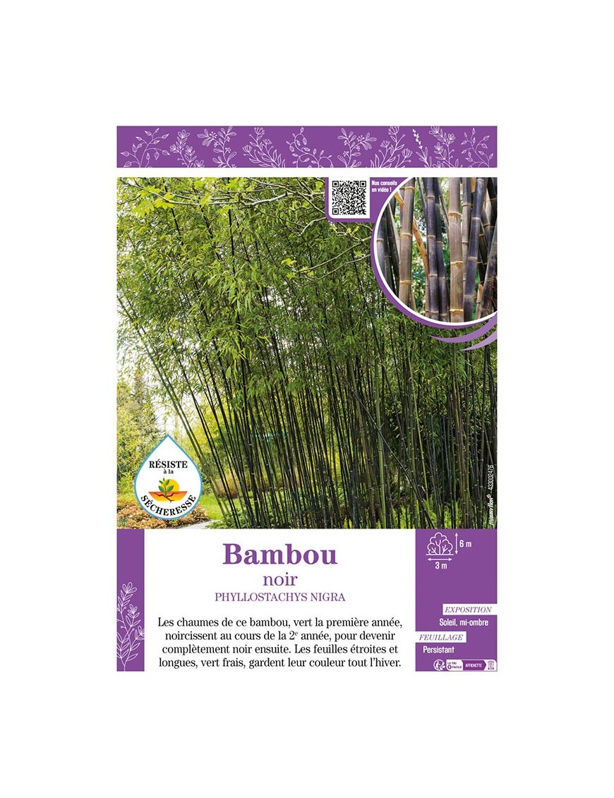 PHYLLOSTACHYS NIGRA voir Bambou noir