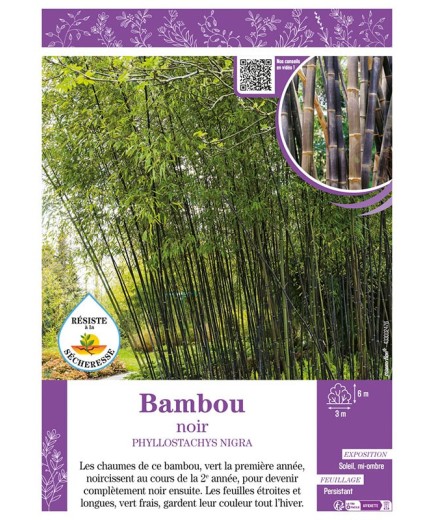 PHYLLOSTACHYS NIGRA voir Bambou noir