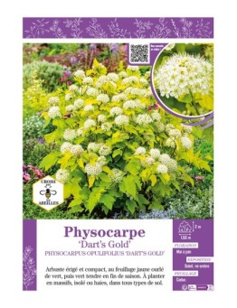 PHYSOCARPUS OPULIFOLIUS DART'S GOLD voir PHYSOCARPE