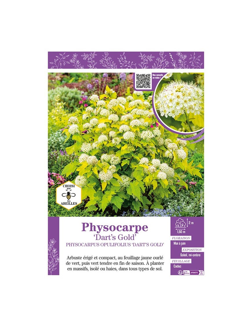PHYSOCARPUS OPULIFOLIUS DART'S GOLD voir PHYSOCARPE
