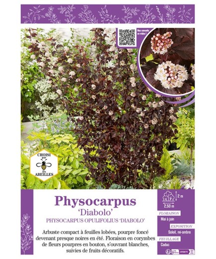 PHYSOCARPUS OPULIFOLIUS DIABOLO voir PHYSOCARPE