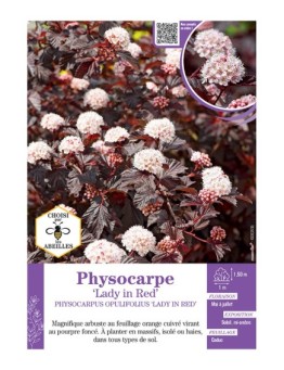 PHYSOCARPUS OPULIFOLIUS LADY IN RED voir PHYSOCARPE