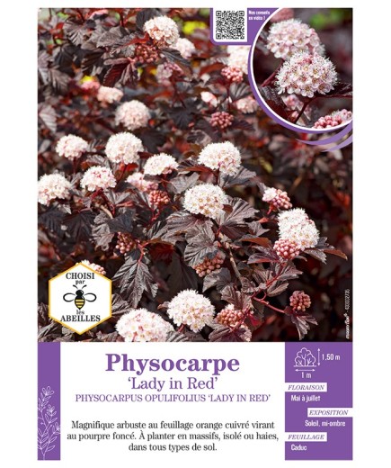 PHYSOCARPUS OPULIFOLIUS LADY IN RED voir PHYSOCARPE