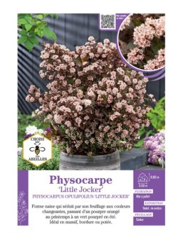 PHYSOCARPUS OPULIFOLIUS NAIN LITTLE JOCKER voir PHYSOCARPE